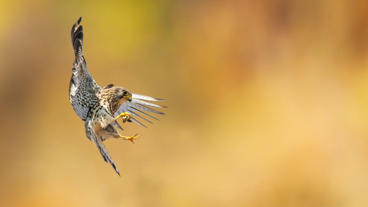 AbbVie Buys $1.45B Option on Kestrel's KRAS Program